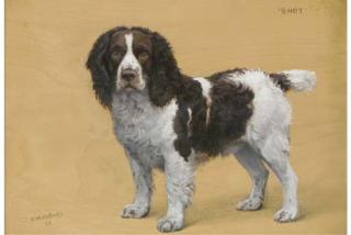 Frances Mabel Hollams, S.W.A. - Shot