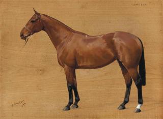 Frances Mabel Hollams - Amelia