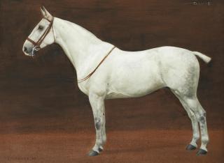 Frances Mabel Hollams - \'David\'