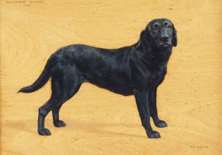 Frances Mabel Hollams - Muntham Quaint, A Black Labrador