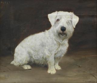 Frances Mabel Hollams - \'Peter\' - Sealyham Terrier