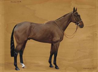 Frances Mabel Hollams - Poacher