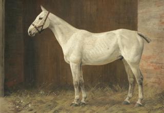 Frances Mabel Hollams - White horse in a stable