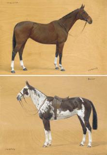 Frances Mabel Hollams - Willetta, a bridled bay mare; and Sally, a paint horse in full tack