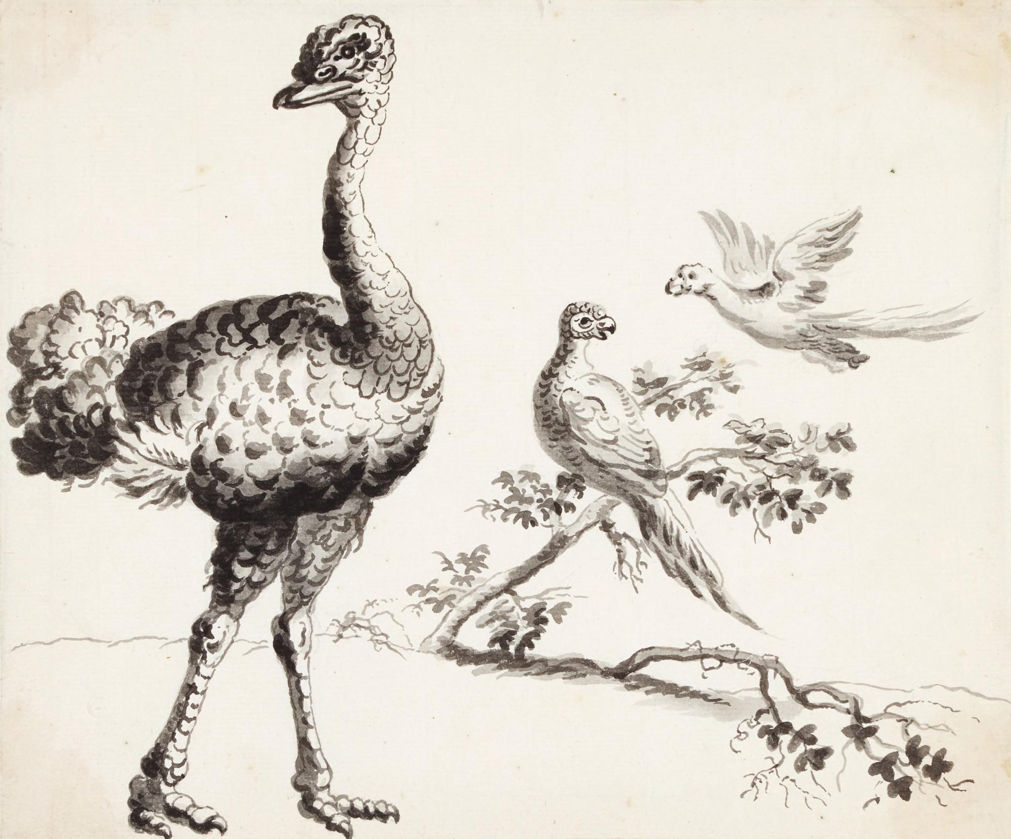 Francis Barlow - A) An ostrich and pheasants B) A pair of peacocks and other birds