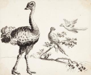 Francis Barlow - A) An ostrich and pheasants B) A pair of peacocks and other birds