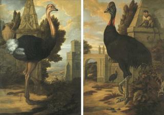 Francis Barlow - An ostrich; and A cassowary