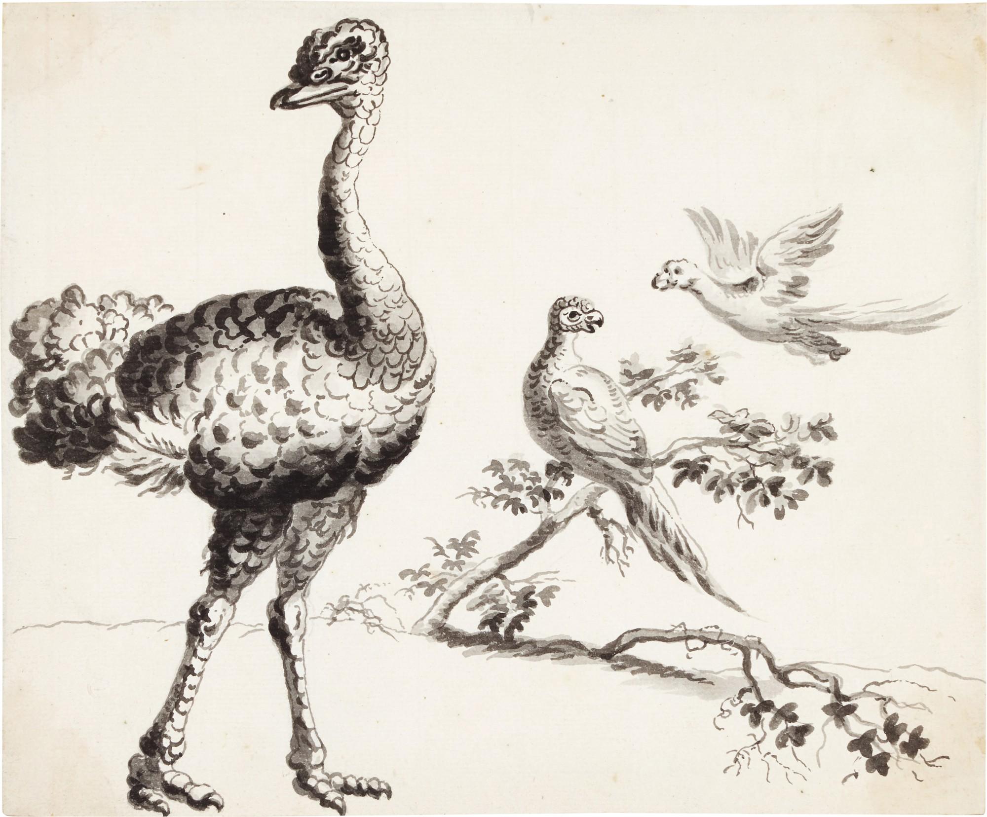 Francis Barlow - An ostrich and pheasants; together with a pair of peacocks and other birds