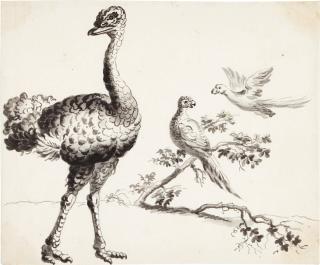 Francis Barlow - An ostrich and pheasants; together with a pair of peacocks and other birds