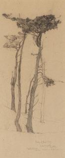 Francis John McComas - Study of Pine Trees, Lake Majella, Monterey