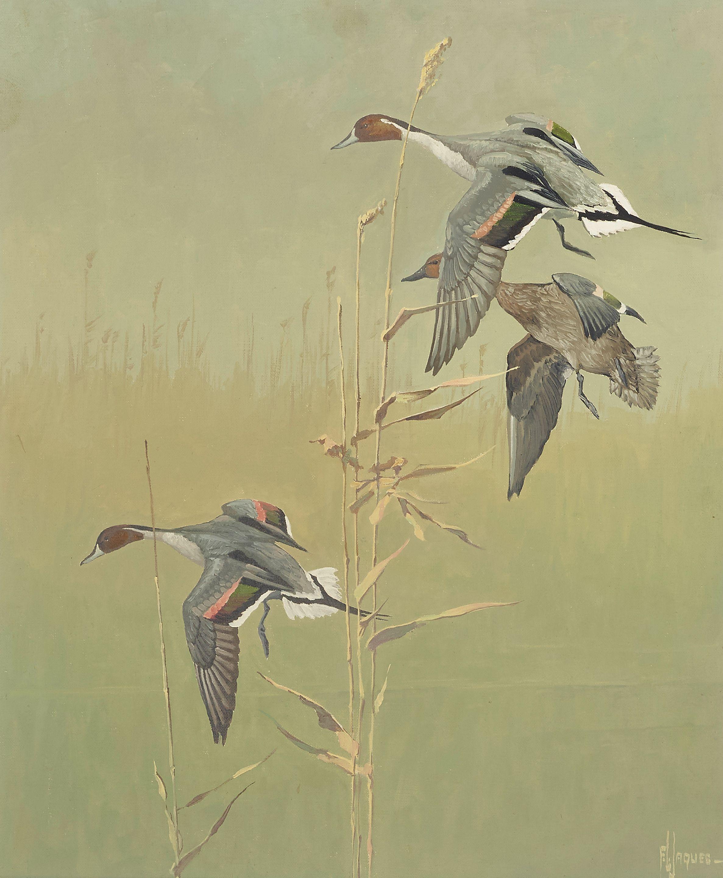Francis Lee Jaques - Four Canes, Three Pintails, A Marsh in the Mist