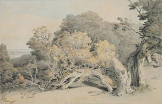 Francis Towne - A study of a tree blown down in Peamore Park, near Exeter