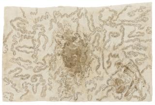 Francisco Toledo - Cienpiés