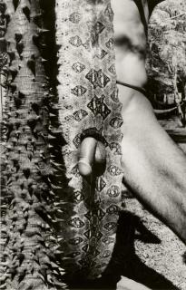 Francisco Toledo - Mues Immobiles, 1997