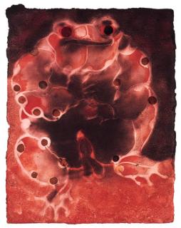 Francisco Toledo - Sapo