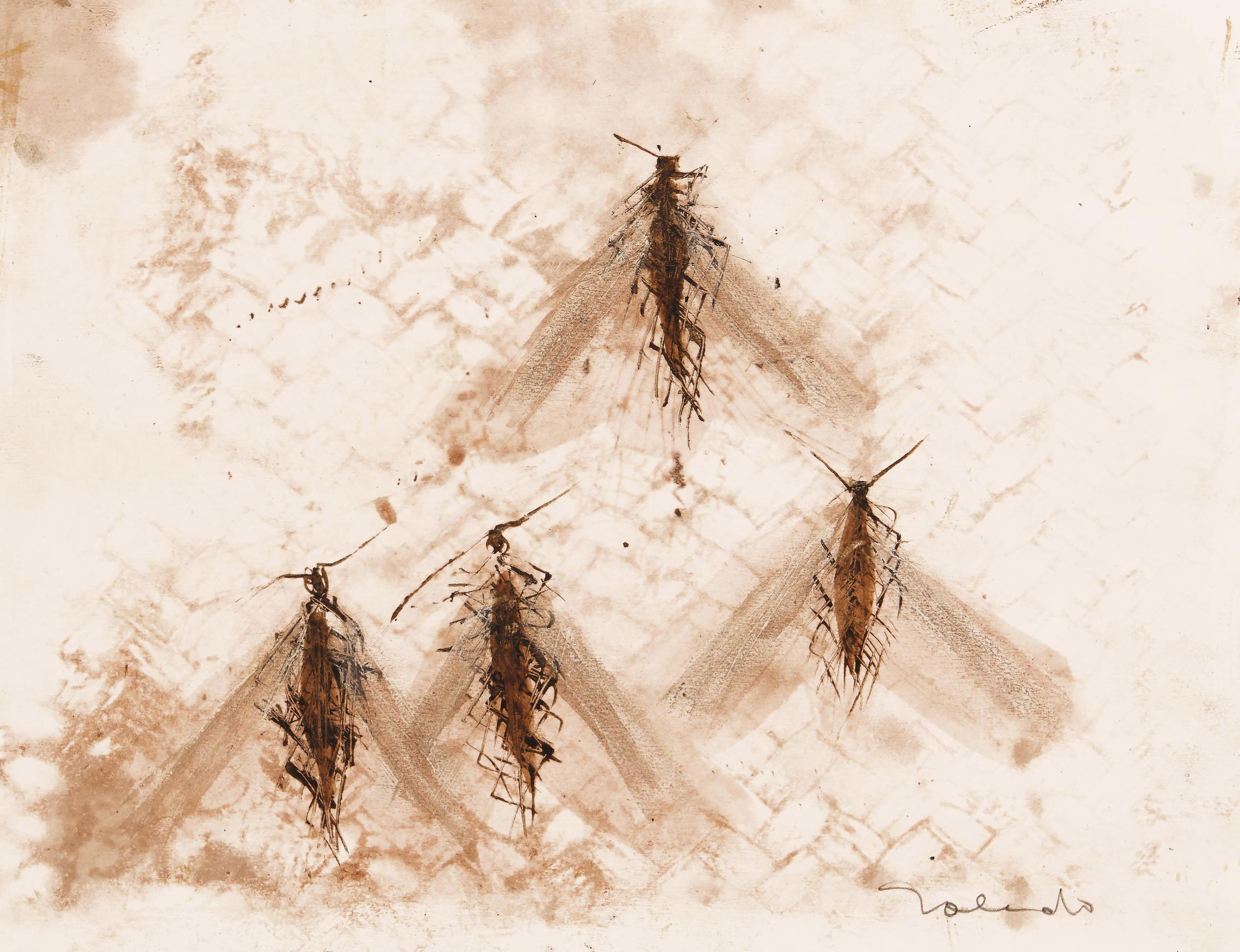 Francisco Toledo - Untitled