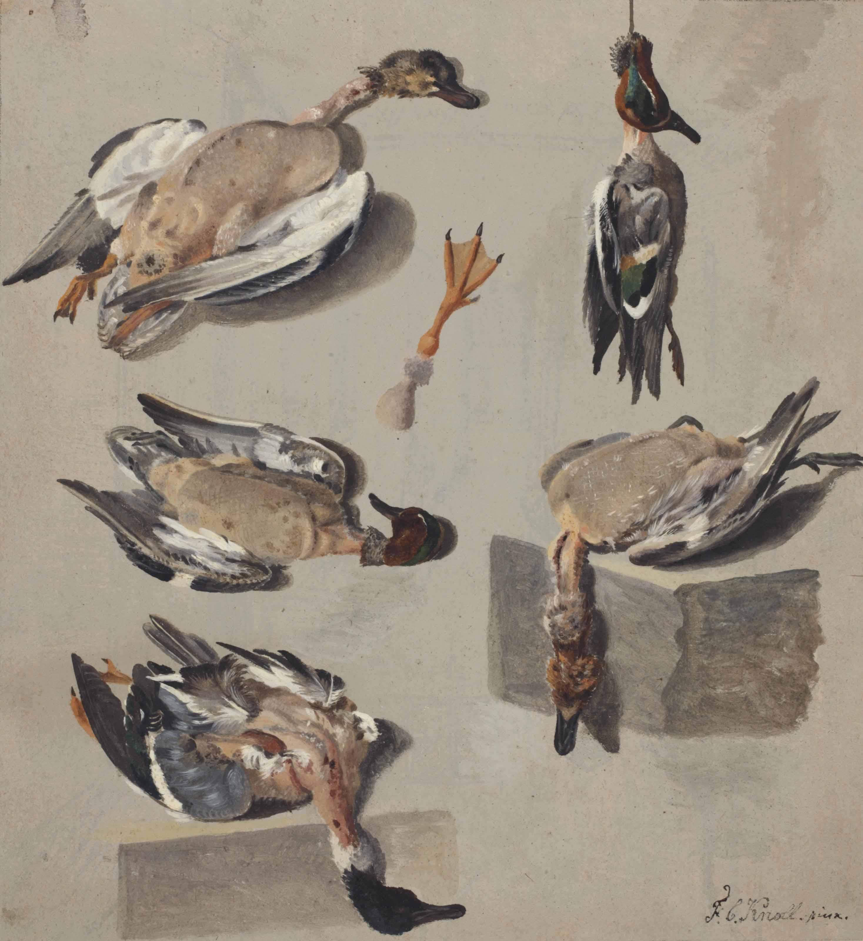 François Cornelis Knoll - Studies of a teal duck and other wild duck ( recto ); A seated man reading ( verso )