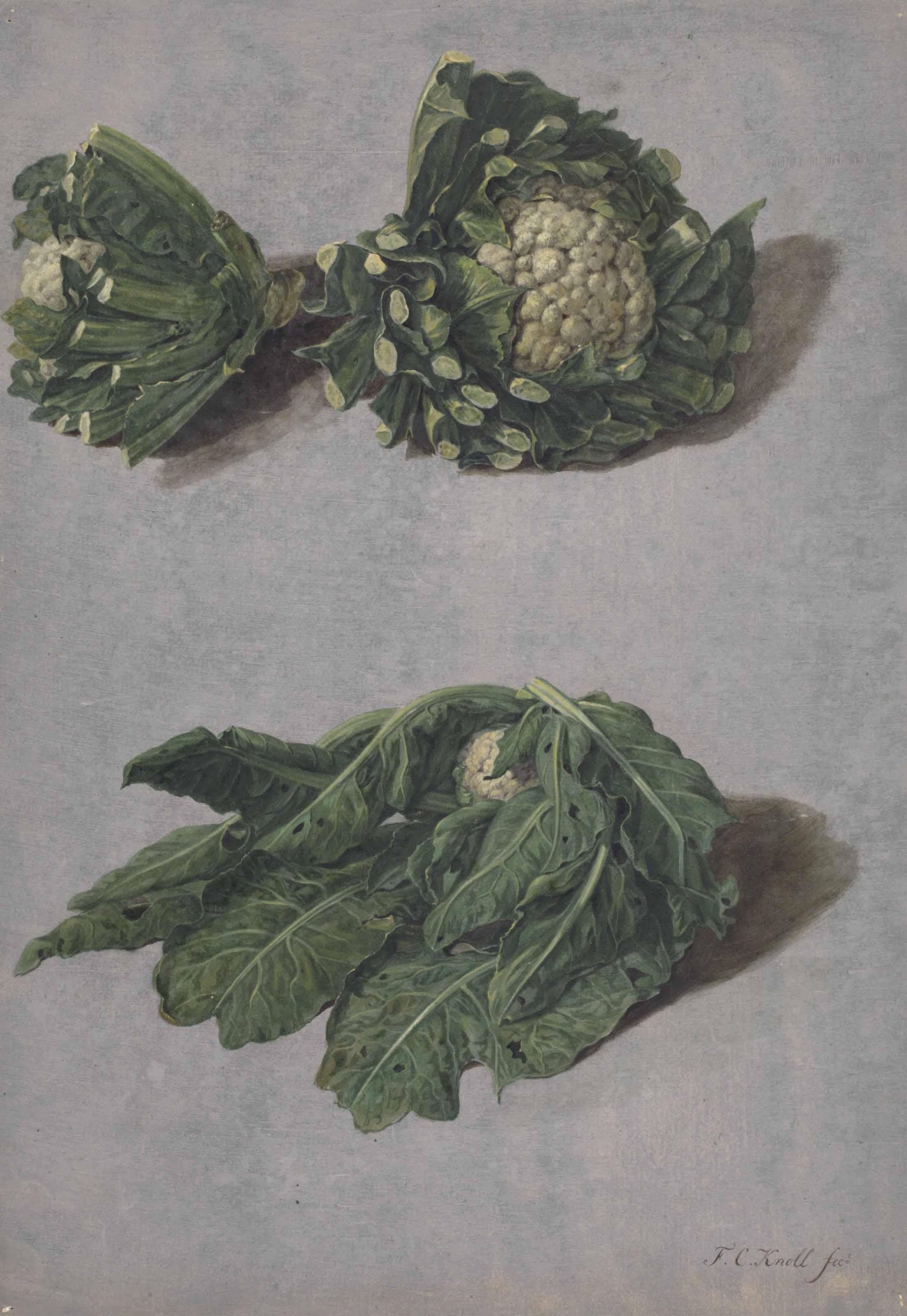 François Cornelis Knoll - Studies of cauliflowers