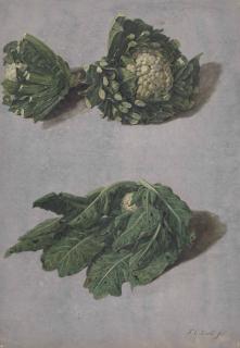 François Cornelis Knoll - Studies of cauliflowers