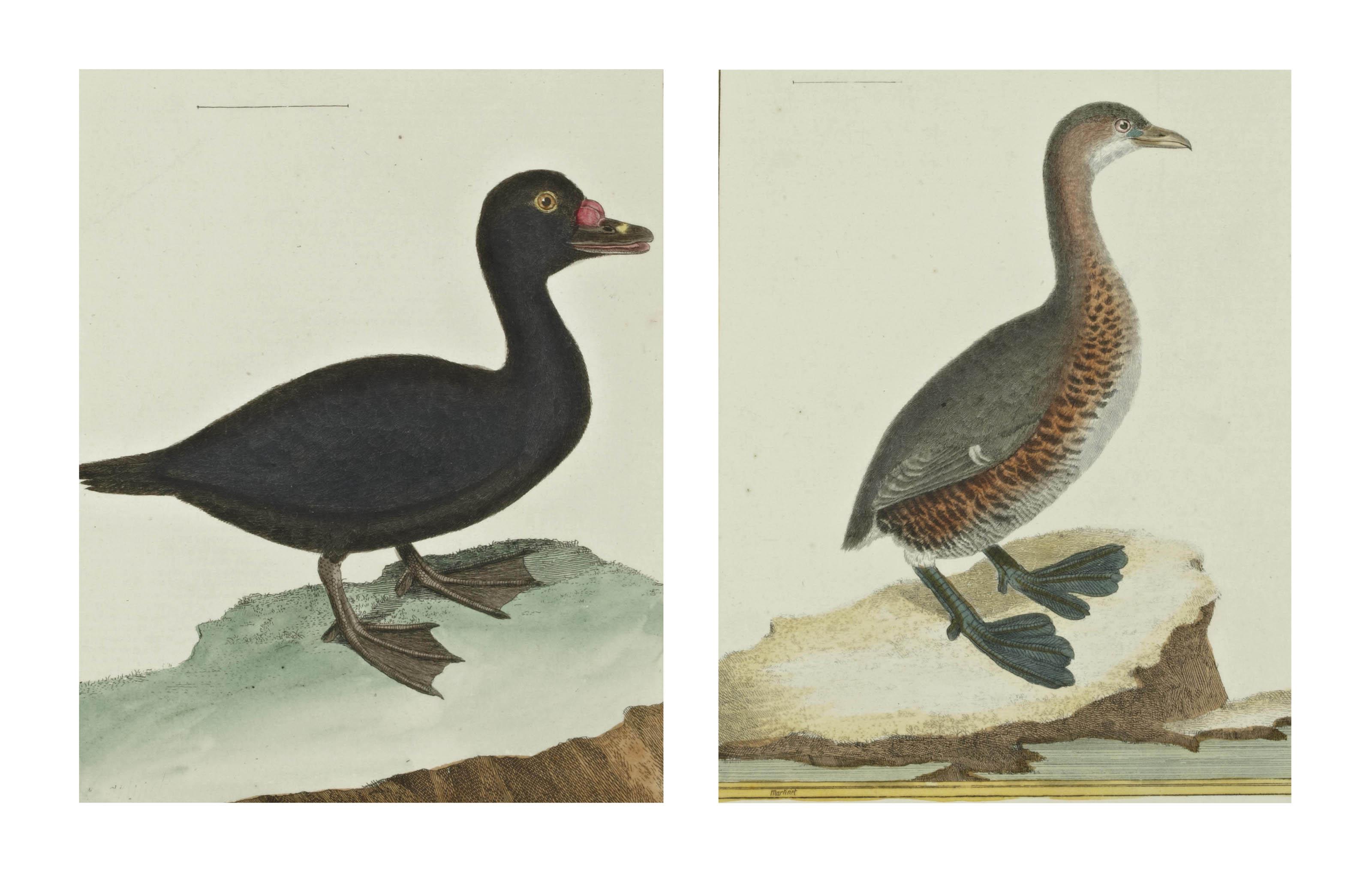 François Nicolas Martinet - Grebe De La Louisiane Et La Macreuse