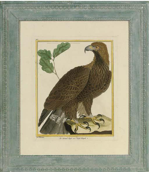 Francoise Nicolas Martinet - A collection of Birds of Prey