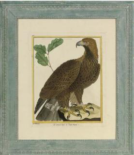 Francoise Nicolas Martinet - A collection of Birds of Prey