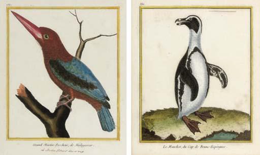 Francoise Nicolas Martinet - A collection of Ornithological studies