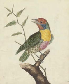 Francoise Nicolas Martinet - Ornithological Studies