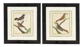 Françoise Nicolas Martinet - Studies of Birds from \'Histoire Naturelle des Oiseaux\'