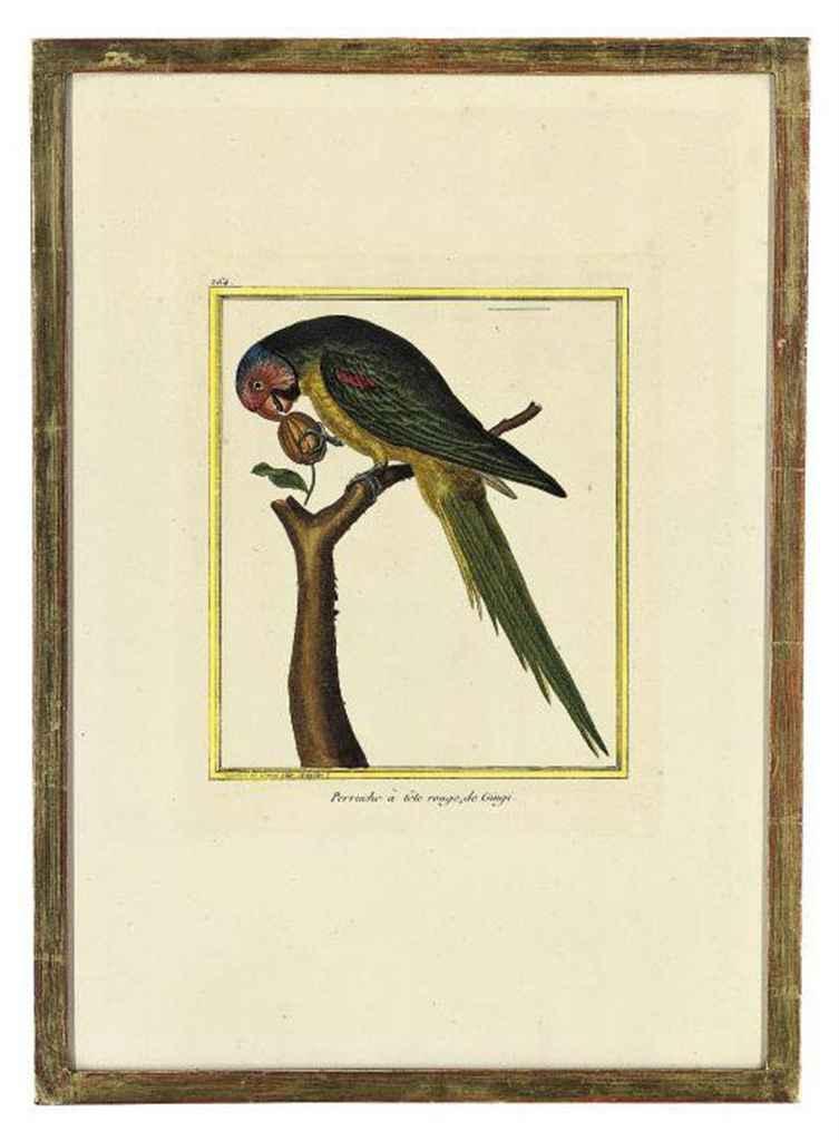 Françoise Nicolas Martinet - Studies of Birds from \'Histoire Naturelle des Oiseaux\'