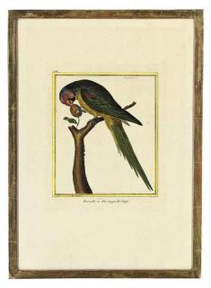 Françoise Nicolas Martinet - Studies of Birds from \'Histoire Naturelle des Oiseaux\'