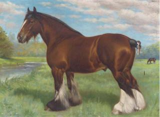 Frank Babbage - Bearwardcote Blaze, a prize-winning shire horse
