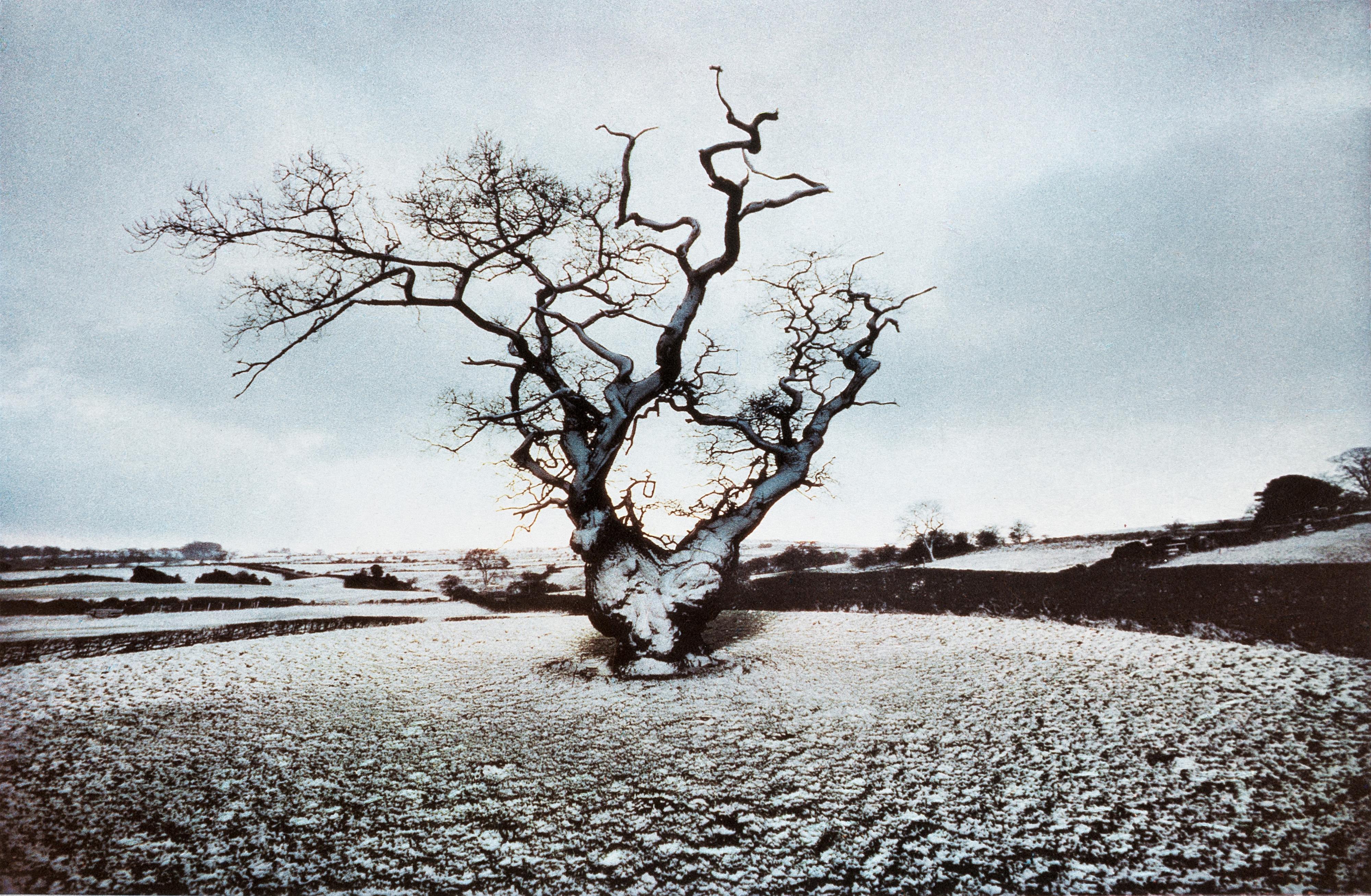 Frank Horvat - Portraits of trees 1979