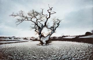 Frank Horvat - Portraits of trees 1979
