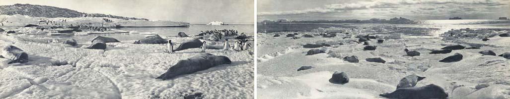 Frank Hurley - Penguins and seals at the ice edge, Commonwealth Bay, Australasian Antarctic Expedition, 1911-1913