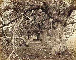 Frank Mason Good - Untitled, c. 1860