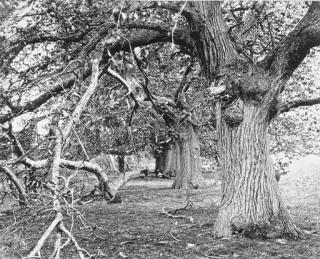 Frank Mason Good - Untitled (Trees after a storm)