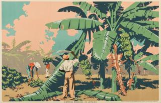 Frank Newbould - Cutting Bananas In Jamaica.Empire Marketing Board