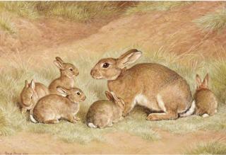 Frank Paton - A rabbit with her young