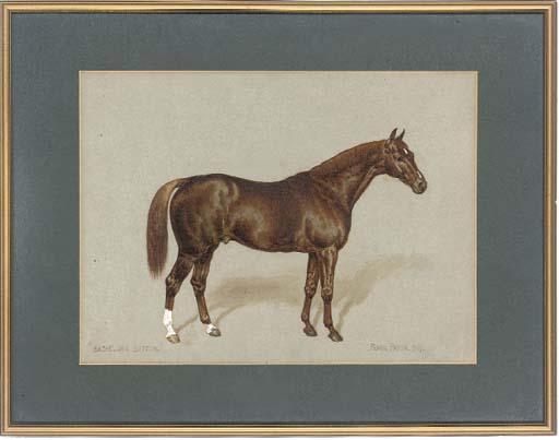 Frank Paton - Bachelors Button