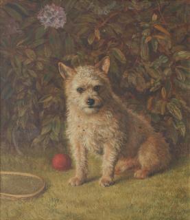 Frank Paton - Ballboy - A Terrier
