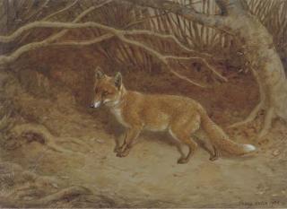 Frank Paton - The Wily Fox