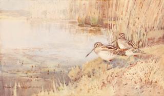 Frank Southgate, R.B.A. - Snipe