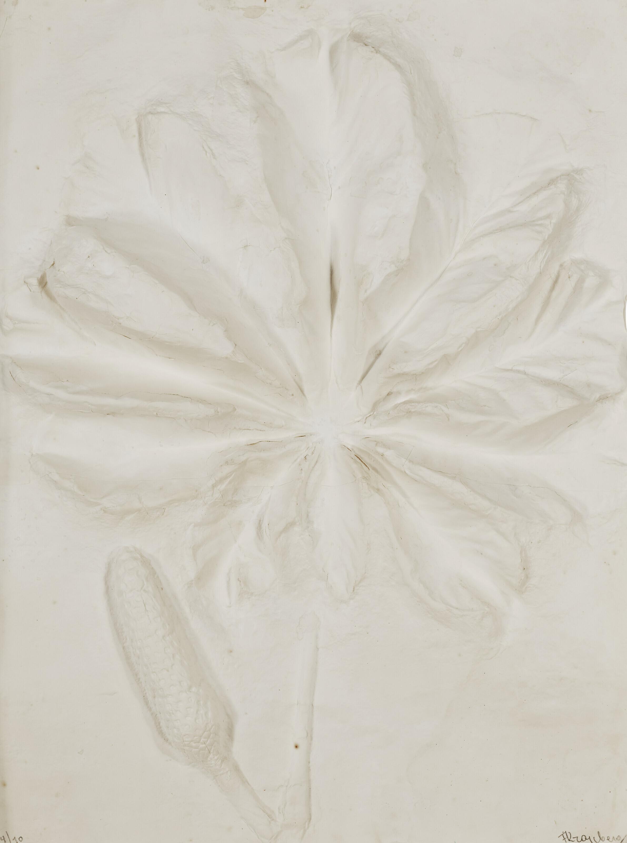 Frans Krajcberg - Untitled