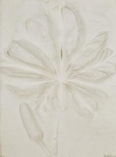 Frans Krajcberg - Untitled