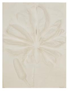 Frans Krajcberg - Untitled