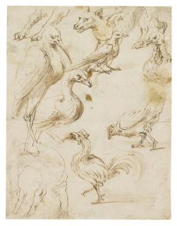 Frans Snyders - Double-Sided Sheet Of Studies Of Birds And Animals