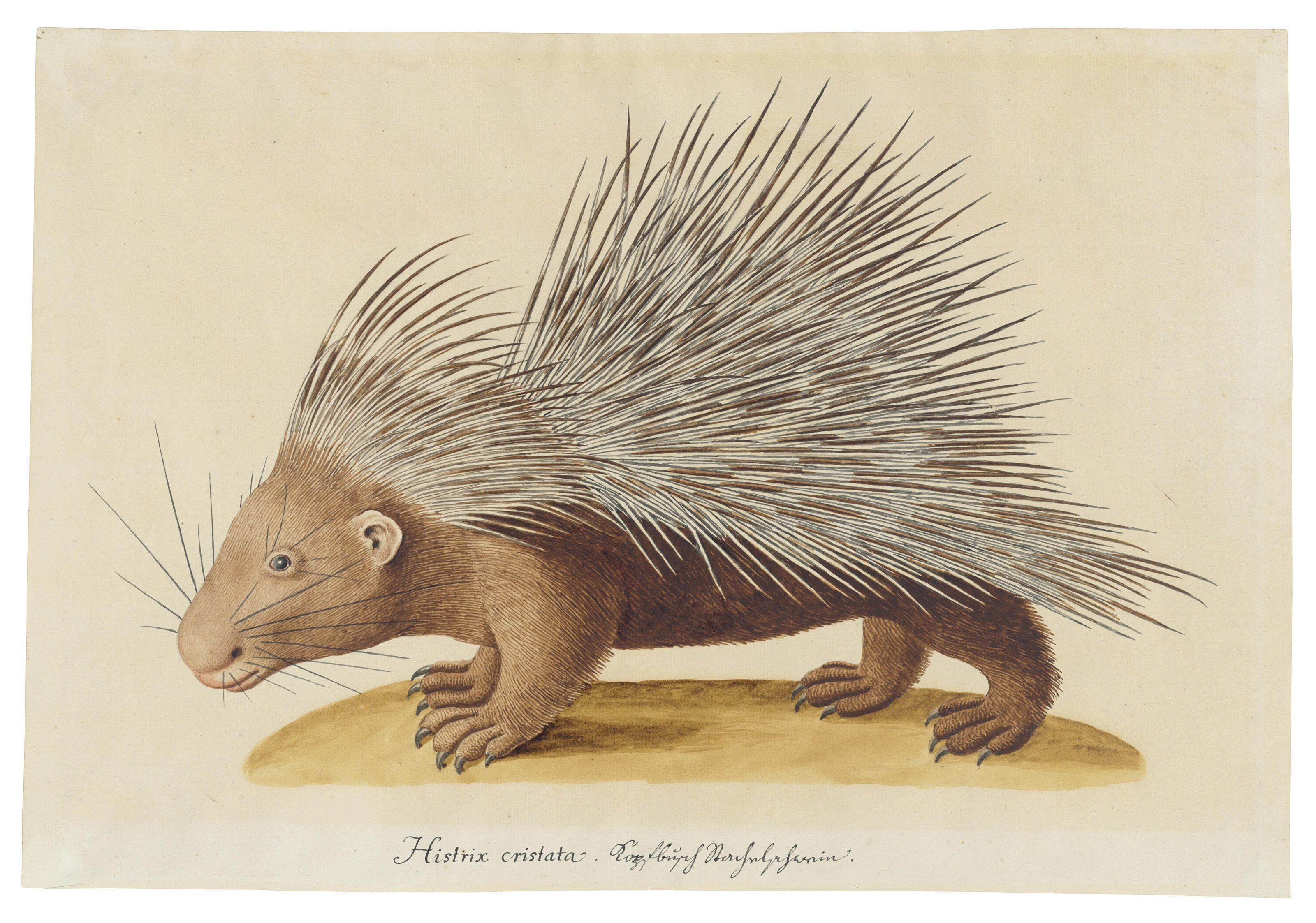 Franz Anton Von Scheidel - A crested porcupine (Hystrix cristata)