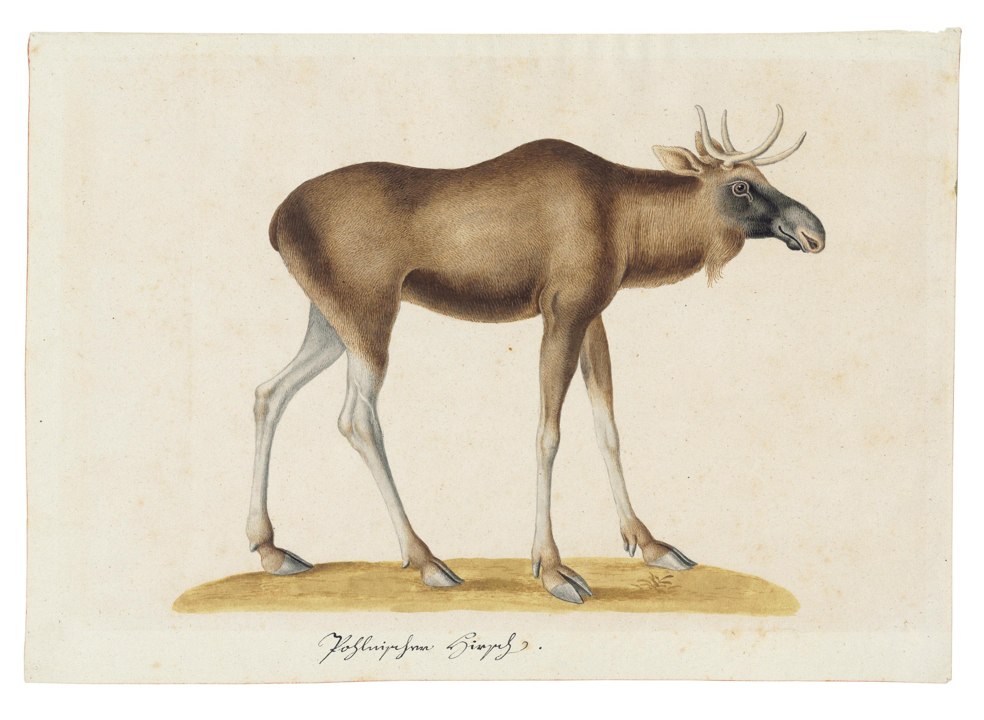 Franz Anton Von Scheidel - A moose (Alces alces)