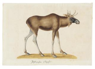 Franz Anton Von Scheidel - A moose (Alces alces)